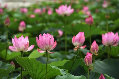 莲花在线最新爆料,最新爆料背后的惊人真相  第2张 莲花在线最新爆料,最新爆料背后的惊人真相  第2张