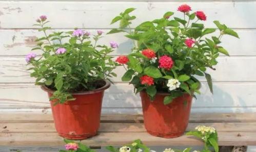 丹东饭店爆料视频最新版,揭露惊人内幕，真相令人震惊  第3张